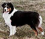 Ch. Starstruck of Bainbridge Std