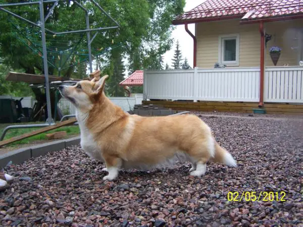 FIN CH Annline'S Ultra Design