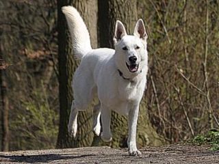 Beloved White Adventure Zayas