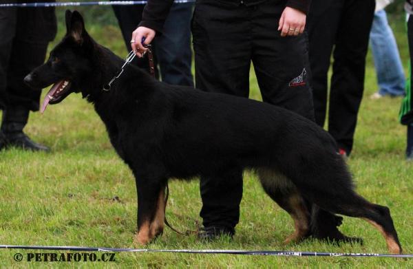 SG Pinta z Noveho Draka