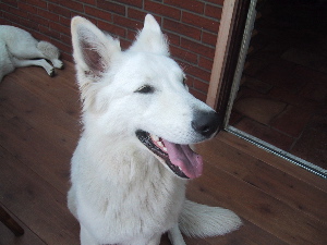 Bo's Lizzie Oet Grunnen