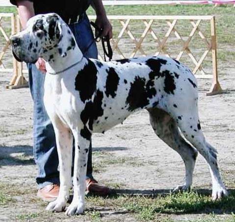 CH (POL, MCO) (DDC, VDH CH) Armida Claudia Bohemica