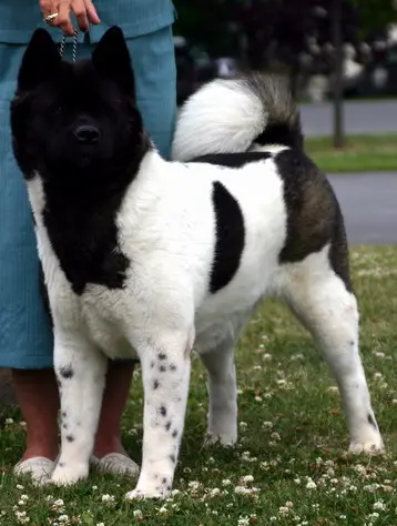 Orients Pride Akira Shamar