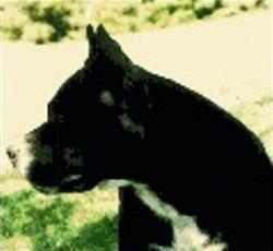 Paragon Voodoo'S Hi-Tech Magi