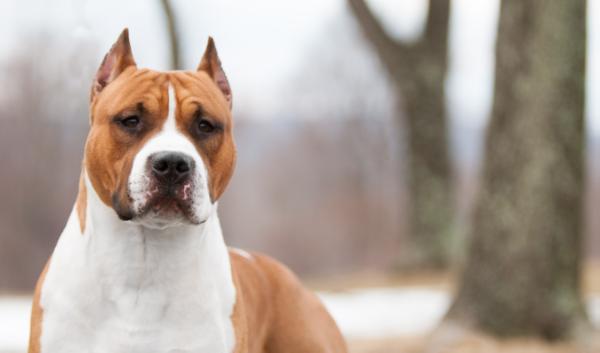 BISS GCH CH Vaca Valley's Bold Ruler For Fraja EC