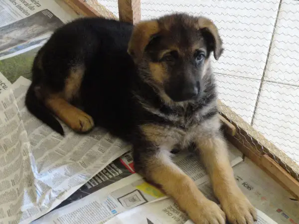 Donna do Monte Celeste