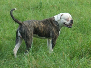 White Bulls Mr. T of Big Thunders