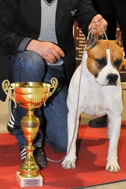 INT.CH  MULTI CH. Fantastic Red Bullet