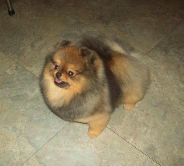 BPIS CAN CH Jenuwane Mesmerize Me