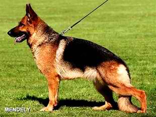 Brigit vom Nadelhaus