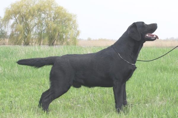 JCH RUSSIA, CHRFLS Lab'SPB Wizard of Landlain