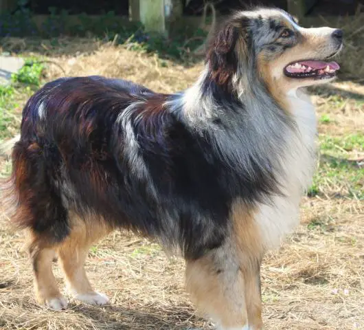 Lobo's Renegade Reno