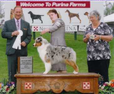 ASCA CH. Meadowlawns Tuscarora Tess