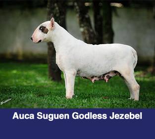 Auca Siguen Godless Jezebel