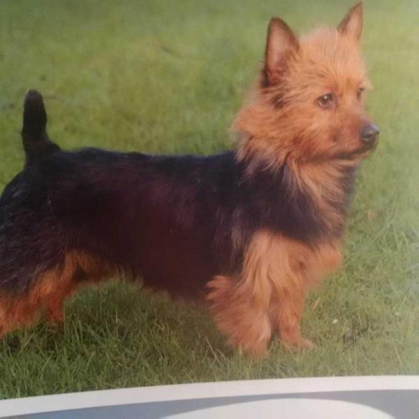 GB CH Millvalley Heather Belle