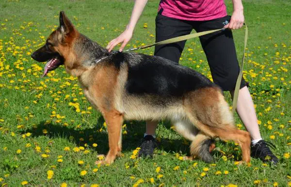 MLCH,CHUA,CACIB,CAC, Nara Golden Pack
