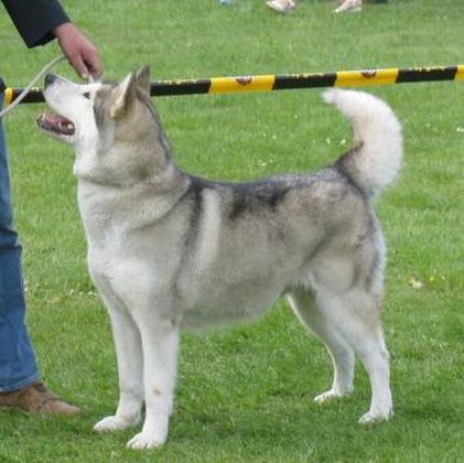 CH A Chellakani Joma-Issues Line