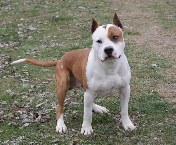 Yonathan Tipit Z hanky