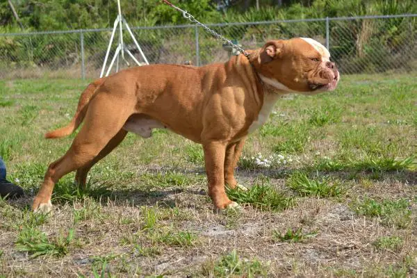 RLK's Blaze of WPB Bullies