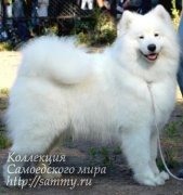 Serenada Severnoy Doliny Adelina