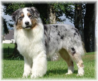 ASCA CH. Schooner Sums It Up