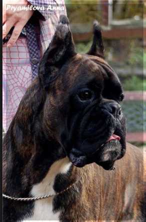 Deep Impakt Di Casa Vernice