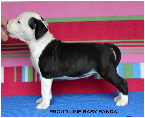 Proud Line Baby Panda