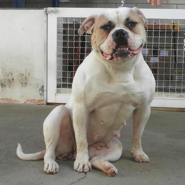 Fastlane's Sexy Mexi