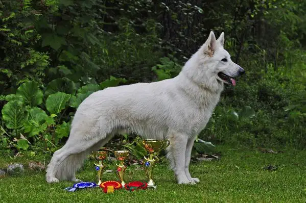 FI CH Caely's White Flower Easy Rider