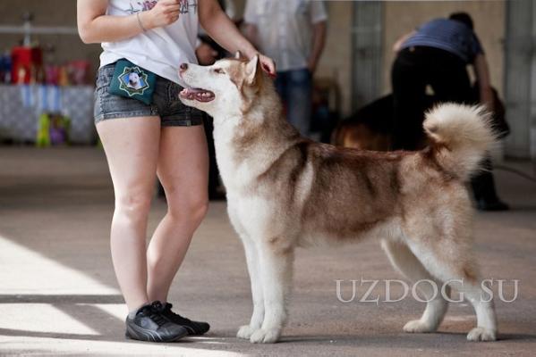 MULTICH Zagadka Sibiry Intrigue Star Career