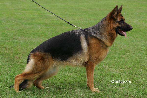 SG 11 JKL  ULM 2012 Diana della Valcuvia