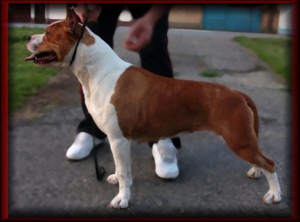 JCH-CH Diamond Lady Mystic Bonebreaker