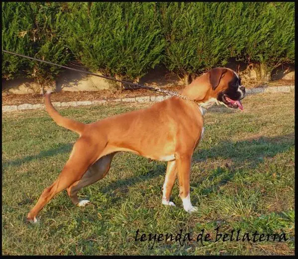 Leyenda de Bellaterra