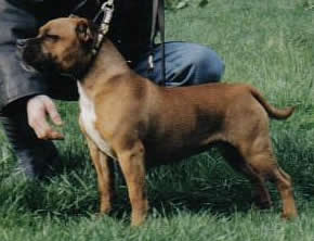 Hot Staff's Brummell's Burgeon