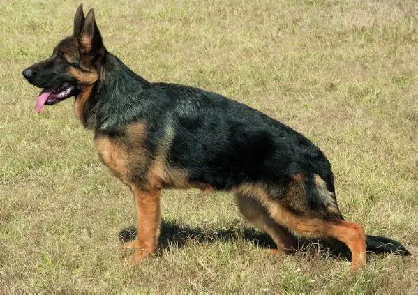 Amy in Regnum Marianum