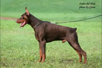 V2 IDC Zedor del Nasi