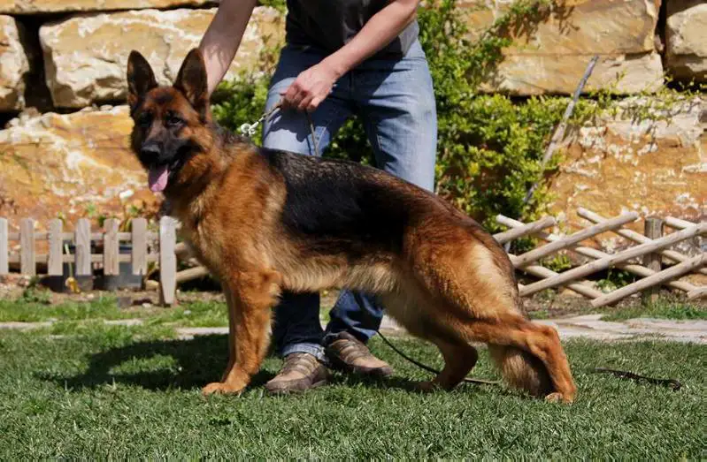 V Gina I de Coroninas