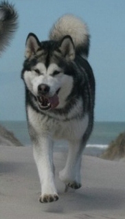 Wencinjas Dream A Little Dream