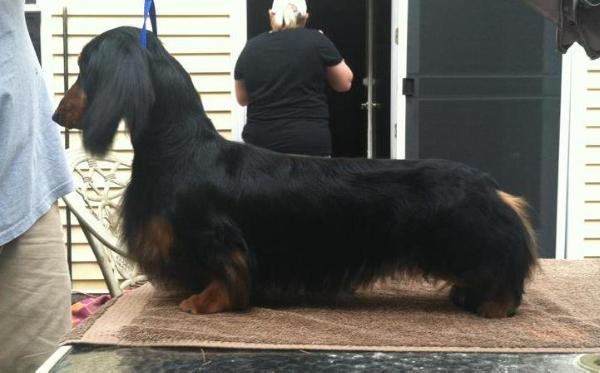 BISS AM CH. Ozo's Manmar Dark and Debonair ML TXC