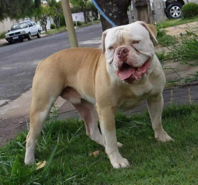 Arthas Lich King Goyazes Force