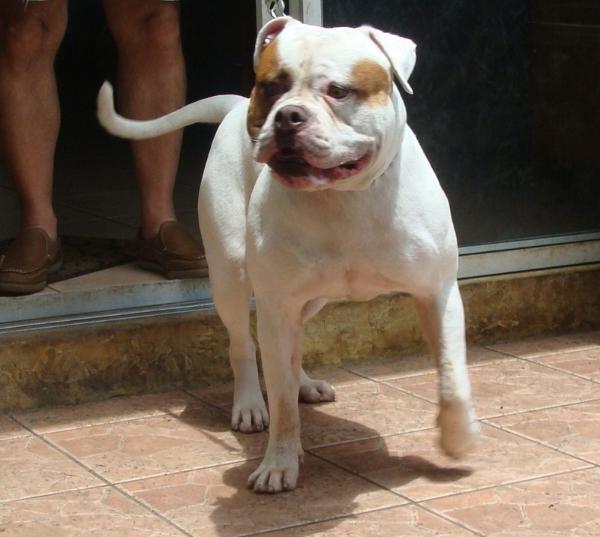 raul's simba of everglades