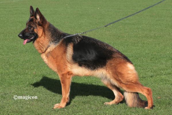 JHKL SG 4 SHZS 2012 Lea di Fossombrone