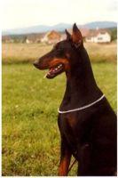 Bonnie vom Heckendorf