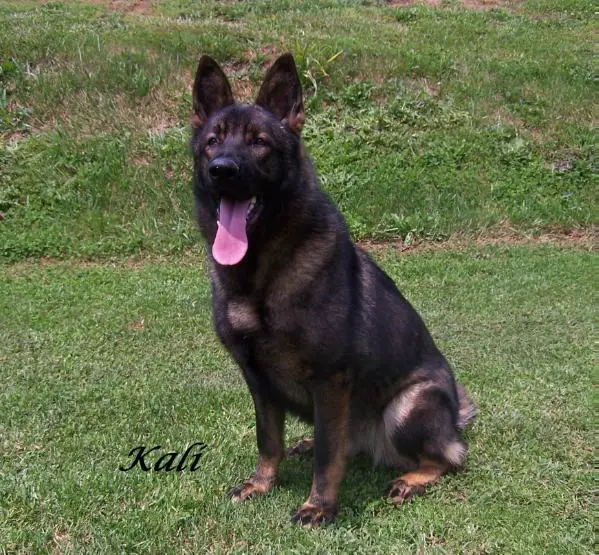 Kali Armour vom Hallynn Haus