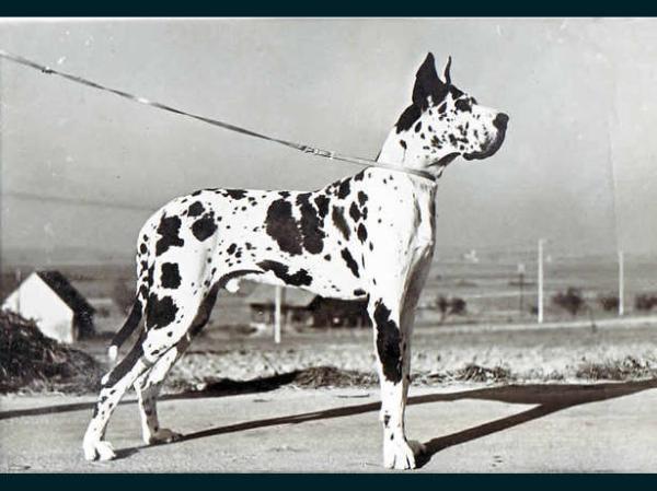 Nestro von Henneberg