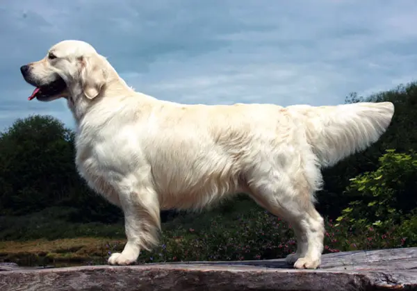 SH CH, BOB CRUFTS Linirgor Mactavish