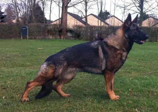 SG (JHKL LGZS) Duchess van Reinolf