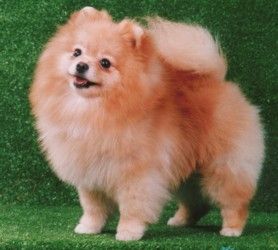 Rupom Solnechny Zaychik