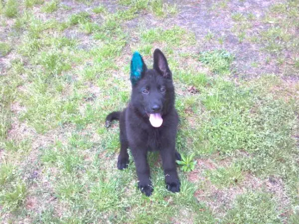 Angel von Sable K