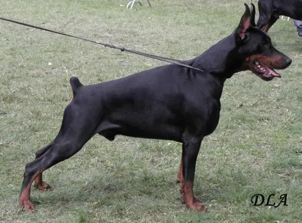 MULTI. CH. Teraline Midgard